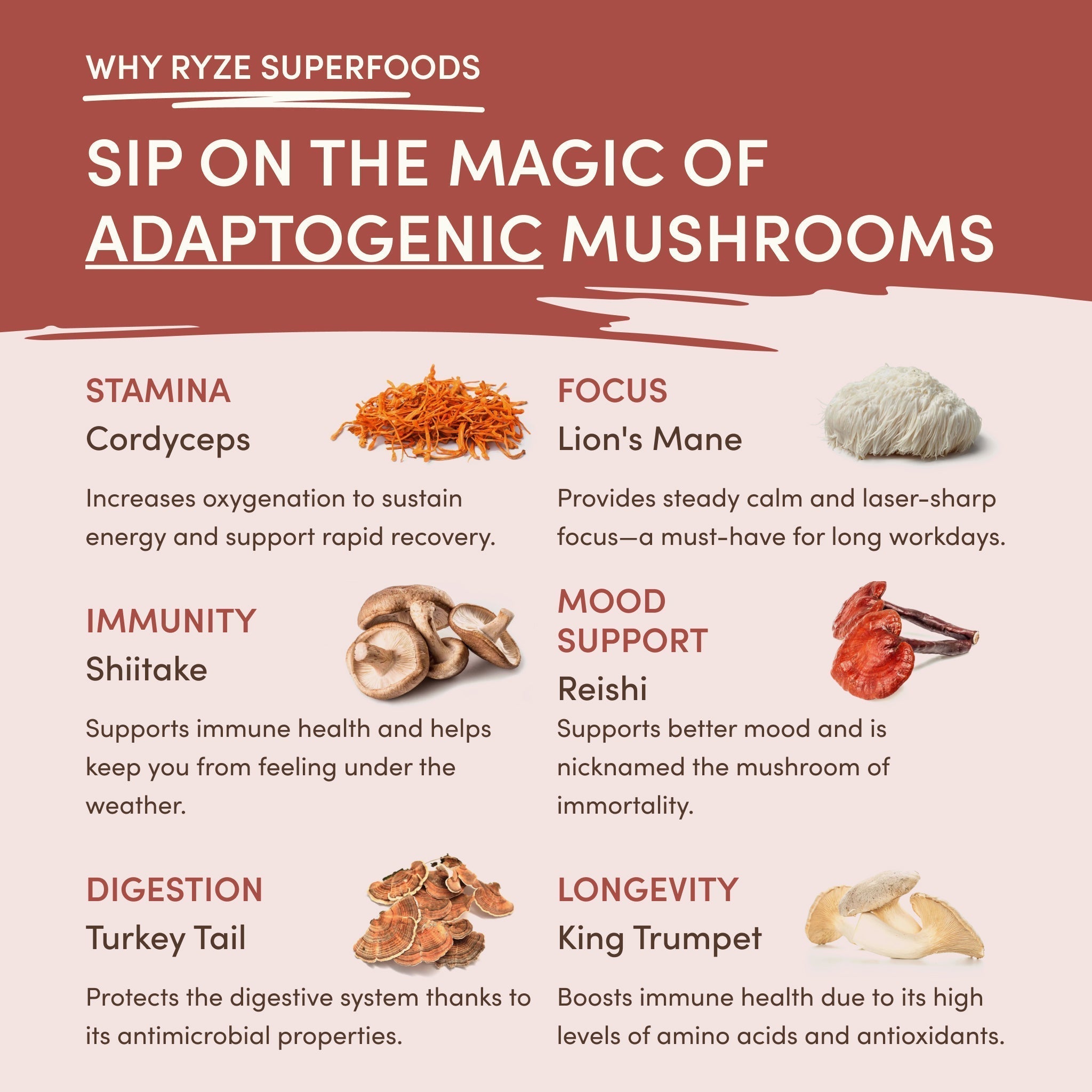 RYZE Mushroom Chicory — Organic Instant Chicory with Shitake & Lions mane, 30 Servings Y1